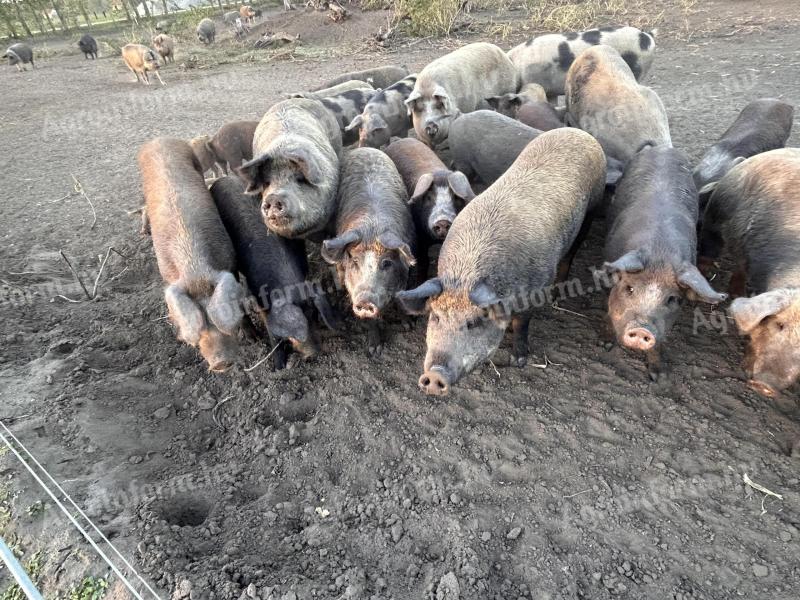 Mangalica-durok Sertés - szabadtartású