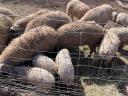 Gyönyörű szürke mangalica disznók