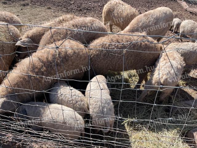 Gyönyörű szürke mangalica disznók