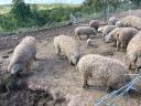 Gyönyörű szürke mangalica disznók