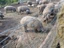 Gyönyörű szürke mangalica disznók