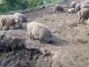 Gyönyörű szürke mangalica disznók