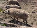 Gyönyörű szürke mangalica disznók