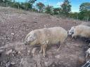 Gyönyörű szürke mangalica disznók