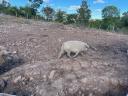 Gyönyörű szürke mangalica disznók