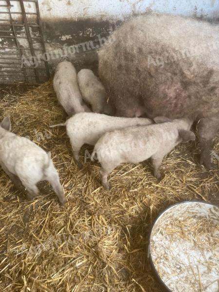 Mangalica malacok!