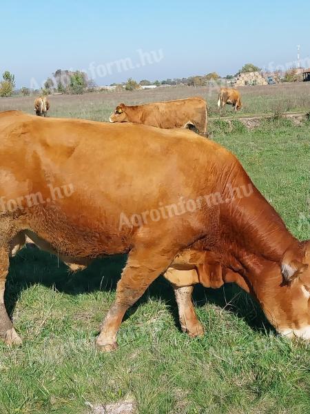 Limousin tenyészbika cserélhető