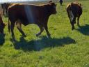 Limousin tenyészbika eladó vagy cserélhető