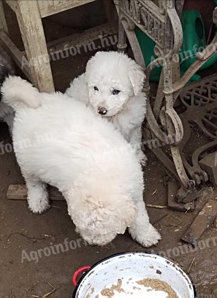 Komondor keverékek elérhetők