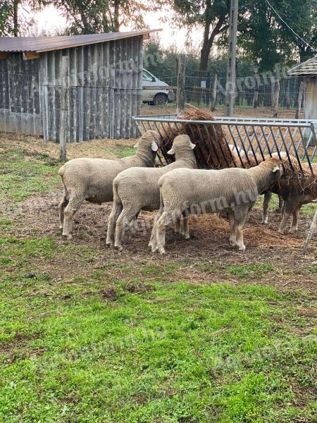 Magyar merino törzskönyves kosok eladók