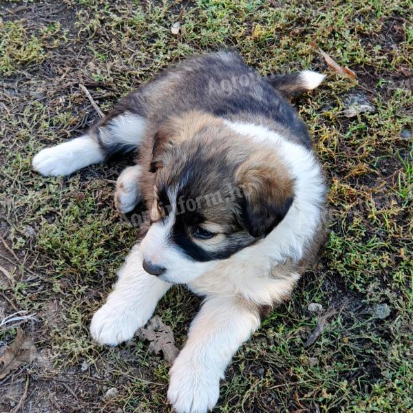 Border collie kiskutyák