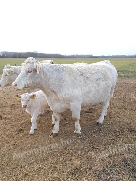 Vásárolnék Charolais tehenet