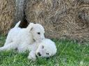 Komondor kiskutyák