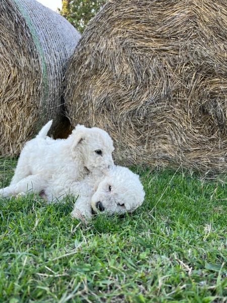 Komondor kiskutyák