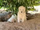 Komondor kiskutyák