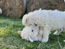 Komondor jellegű kiskutyák