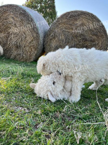 Komondor jellegű kiskutyák