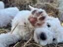 Komondor jellegű kiskutyák