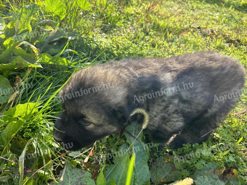 Sarplaninac kiskutyák foglalhatók