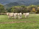 Charolais gulya - egyéb húshasznú - eladó