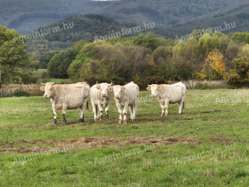 Charolais gulya - egyéb húshasznú - eladó