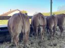 Limousin tenyészüszők eladók