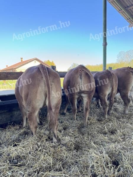 Limousin tenyészüszők eladók