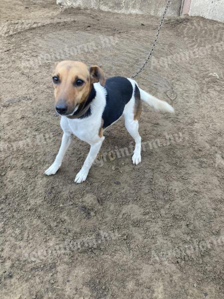 Foxterrier jellegű kutya