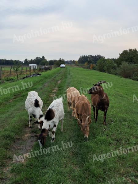 Eladó kecskék Heves megyében,  Eger közelében