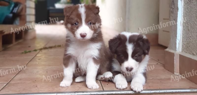 Border collie fajtajellegű kiskutyák