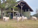 Charolais borjúk eladók