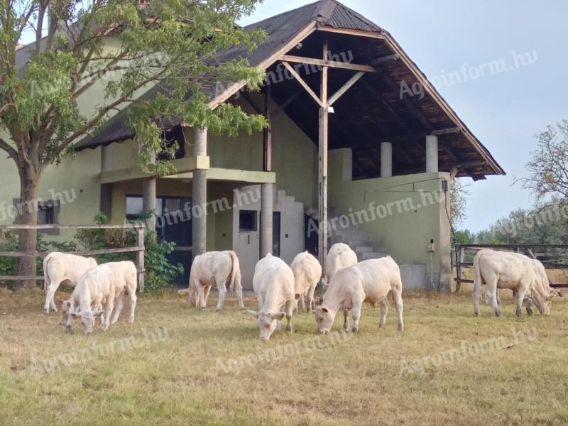 Charolais borjúk eladók