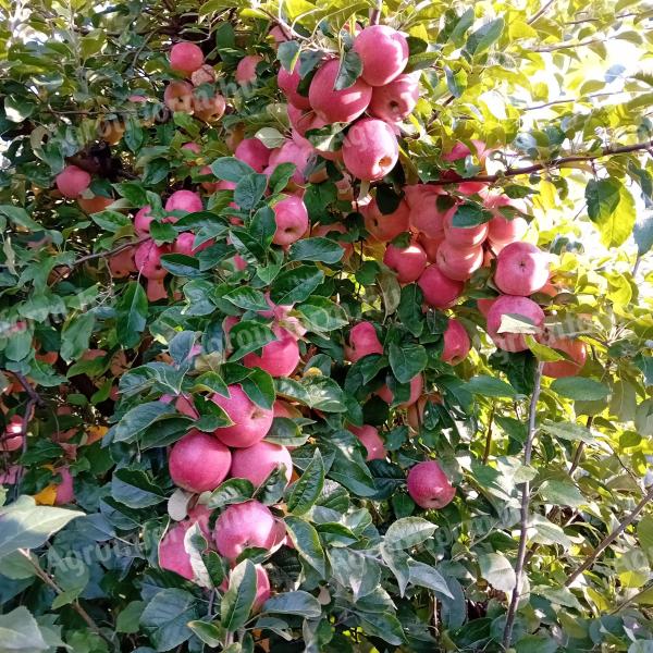 Alma étkezési florina és pinova érdekelne