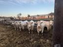 Pedigrés charolais üszők eladók