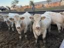 Pedigrés charolais üszők eladók