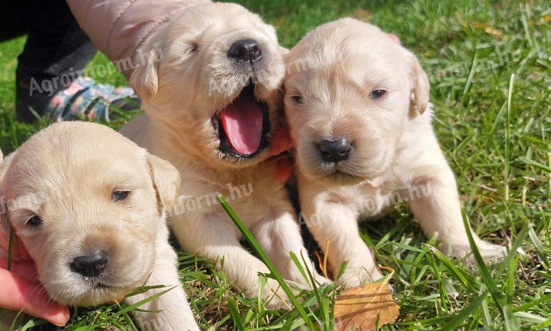 Fajtatiszta jellegű Golden Retriever