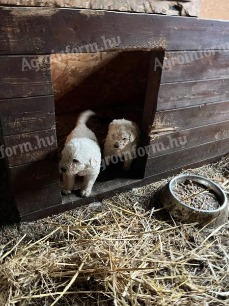 Komondor kölykök