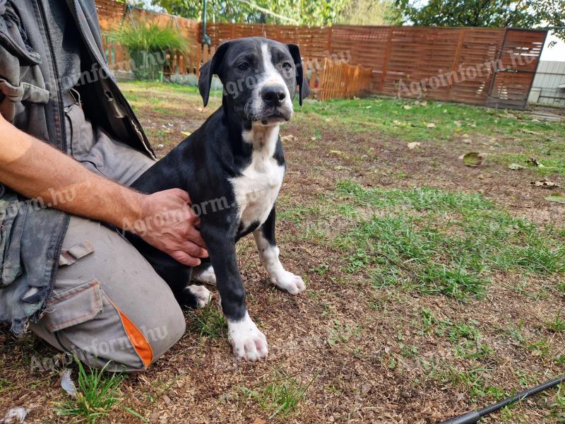 Amerikai bulldog keverék kiskutyák