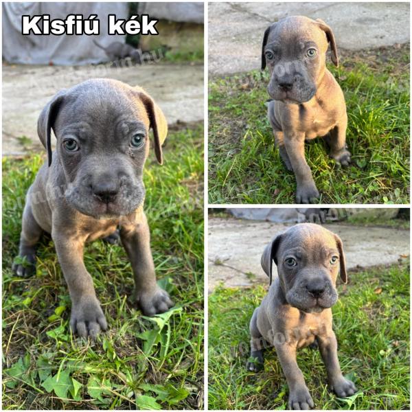 Cane Corso fajtajellegű kölykök