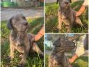 Cane Corso fajtajellegű kölykök