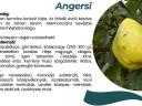 Angersi birs