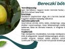 Bereczki bőtermő birs