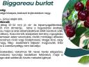 Bigarreau Burlat cseresznye