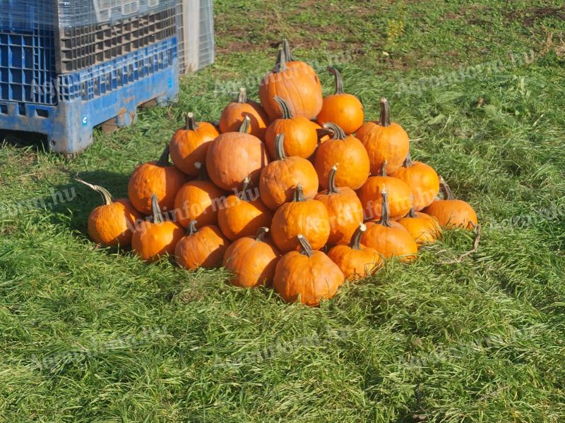 Halloween tök takarmányozásra eladó