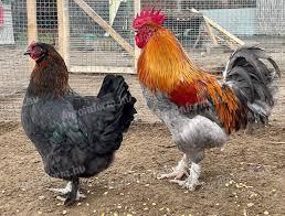 Marans Kakas