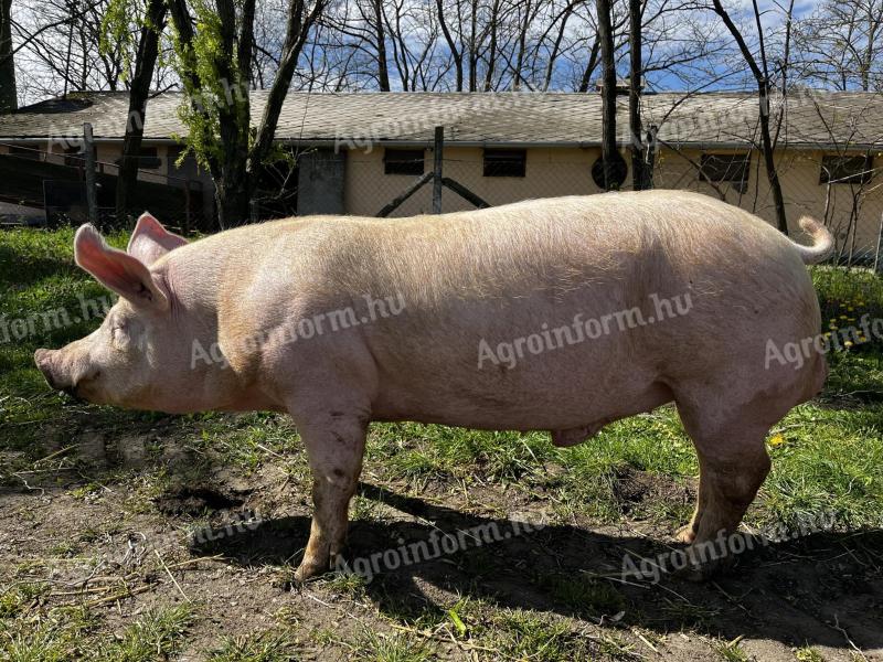 Tenyészkanok eladók Mélykútról (Bács-Kiskun vármegye) 120 kg MNFxH39