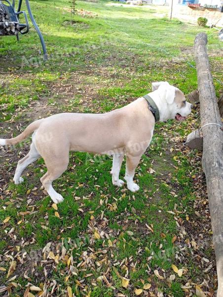 Amerikai bulldog fajtajellegű szuka örökbefogadó gazdát keres