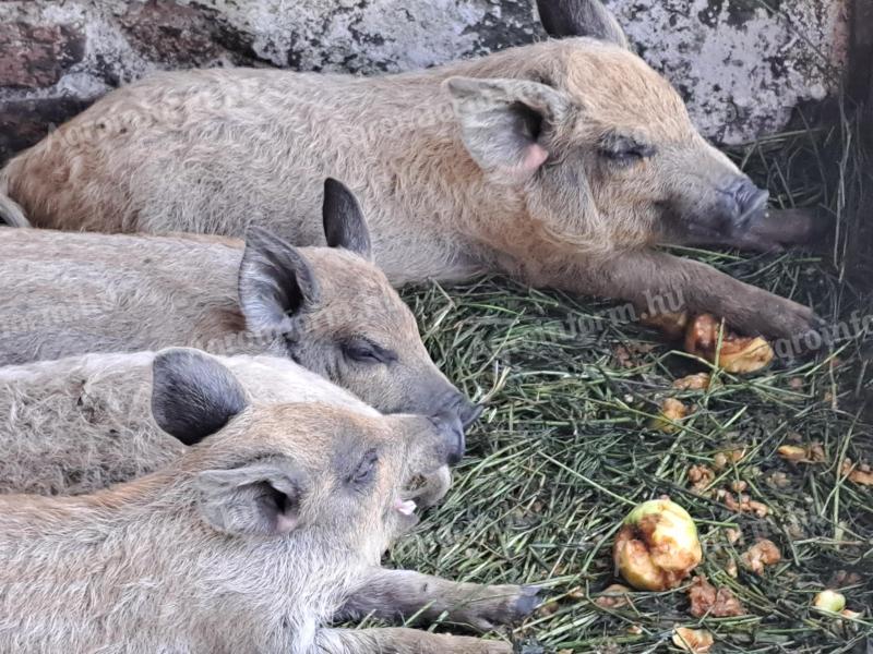 Mangalica malac eladó