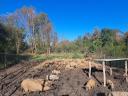 Mangalica malac eladó