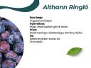 Althann ringló